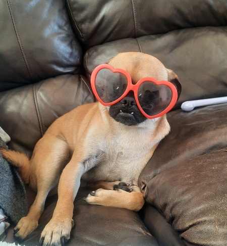 Entry image for Chuggy. Clicking this image will show a larger photo