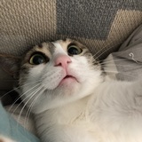 Entry image for Pookie