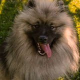 Entry image for Taro