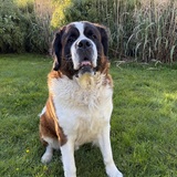 Entry image for Rufus
