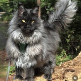 Entry image for Zeus 