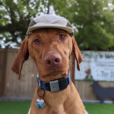 Entry image for Cooper McBoopersnoot. Clicking this image will show a larger photo