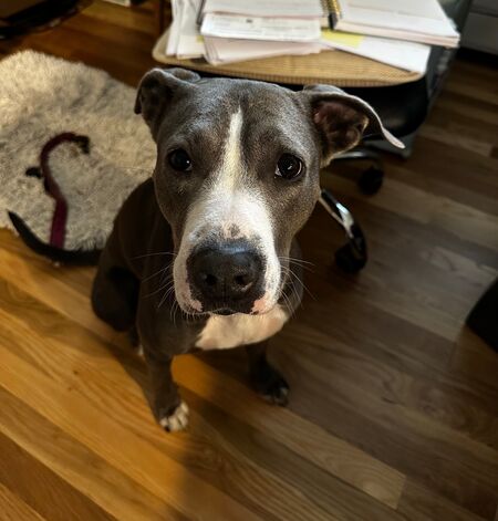 Entry image for Stella. Clicking this image will show a larger photo
