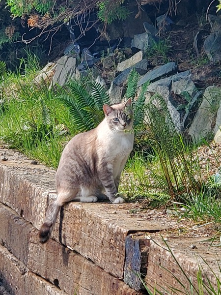 Entry image for Toby. Clicking this image will show a larger photo