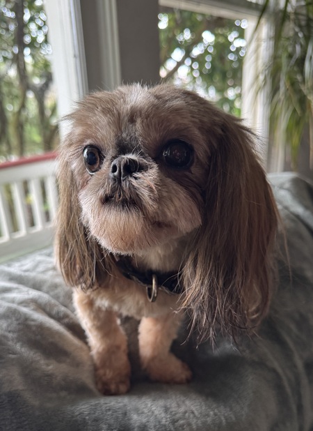 Entry image for Ruby. Clicking this image will show a larger photo