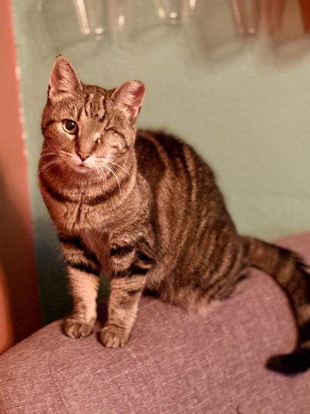 Entry image for Penny. Clicking this image will show a larger photo