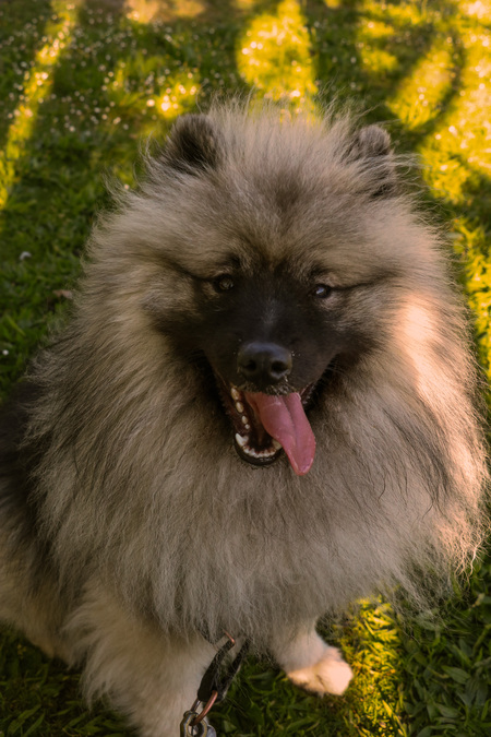 Entry image for Taro. Clicking this image will show a larger photo