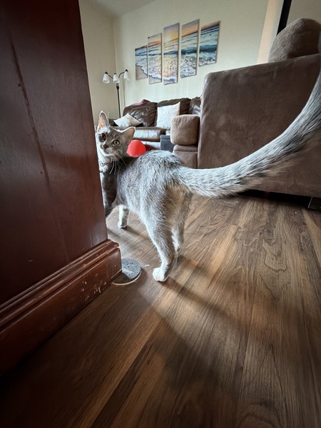 Entry image for Lola. Clicking this image will show a larger photo