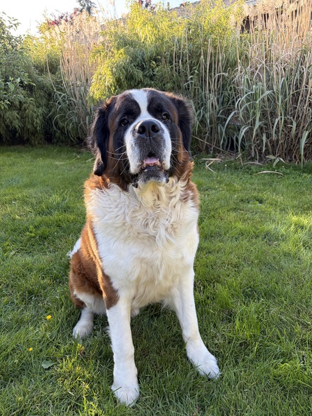 Entry image for Rufus. Clicking this image will show a larger photo