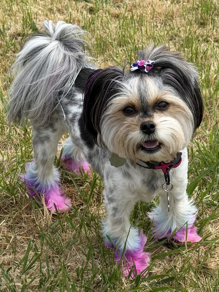 Entry image for Stormi . Clicking this image will show a larger photo