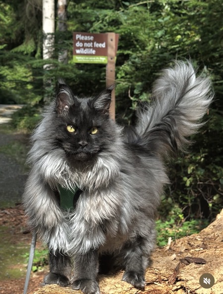 Entry image for Zeus . Clicking this image will show a larger photo