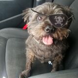 Entry image for Alfie
