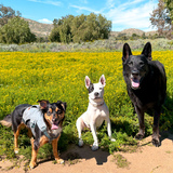 Entry image for Dodger, Mamas and Curry