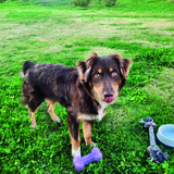 Entry image for Millie Mantripp