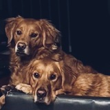 Entry image for Billie & Ace