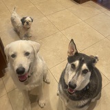 Entry image for Bubby,  Zanna,  Sam