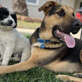Entry image for Loki and Frankie