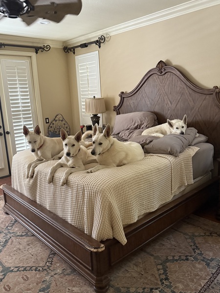 Entry image for Bed Life. Clicking this image will show a larger photo