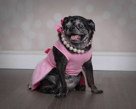 Entry image for Wanda. Clicking this image will show a larger photo