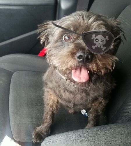 Entry image for Alfie. Clicking this image will show a larger photo