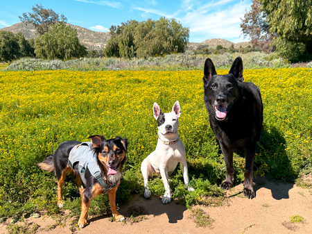 Entry image for Dodger, Mamas and Curry. Clicking this image will show a larger photo