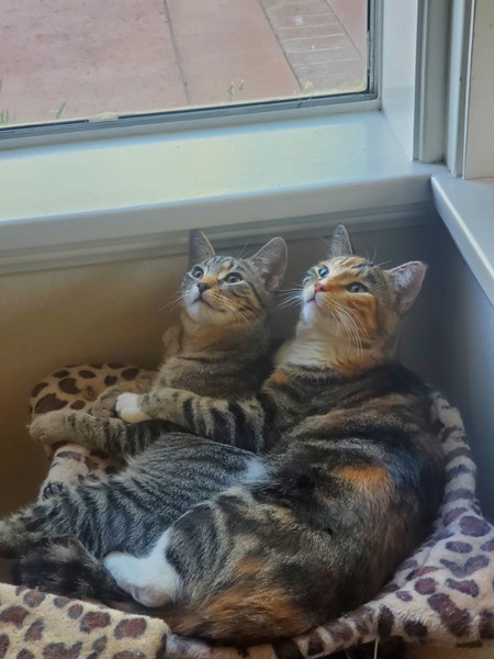 Entry image for Katy-Girl Crisp & Piggy-Wiggles Crisp. Clicking this image will show a larger photo