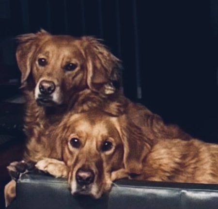 Entry image for Billie & Ace. Clicking this image will show a larger photo