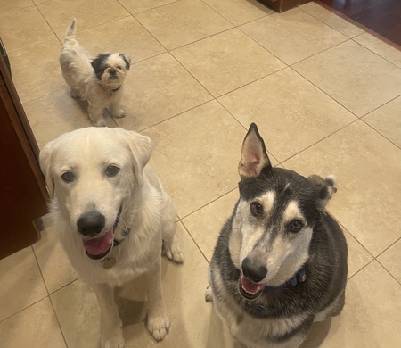 Entry image for Bubby,  Zanna,  Sam. Clicking this image will show a larger photo