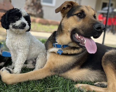 Entry image for Loki and Frankie. Clicking this image will show a larger photo