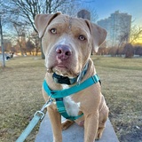 Entry image for Ollie