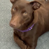 Entry image for Molly