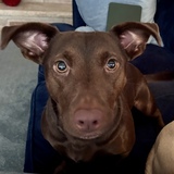Entry image for Molly