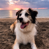 Entry image for Seamus