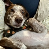 Entry image for Scout