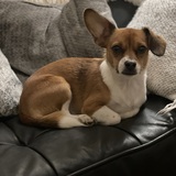 Entry image for Bagel