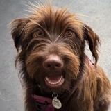 Entry image for Rosie