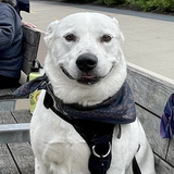 Entry image for Roscoe Capone