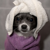 Entry image for Lulu