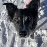 Entry image for Stella
