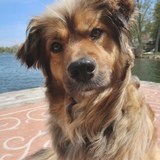 Entry image for Ollie