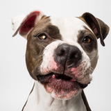 Entry image for Lulu