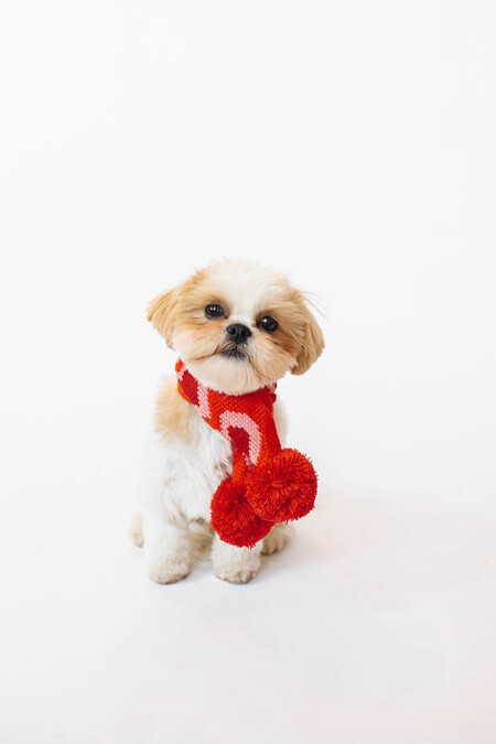 Entry image for Theo. Clicking this image will show a larger photo