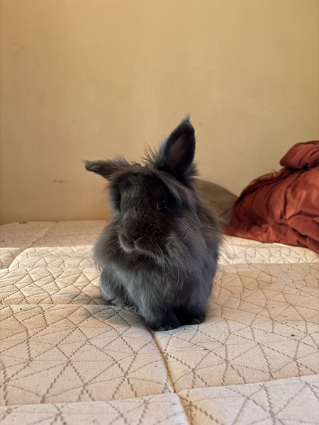 Entry image for Bunjamin. Clicking this image will show a larger photo