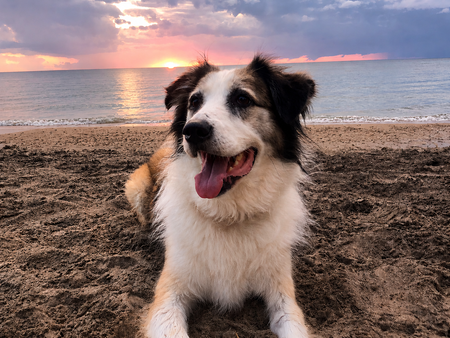 Entry image for Seamus. Clicking this image will show a larger photo