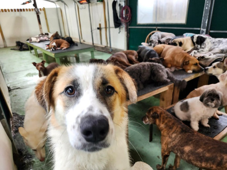 Entry image for Murphy. Clicking this image will show a larger photo