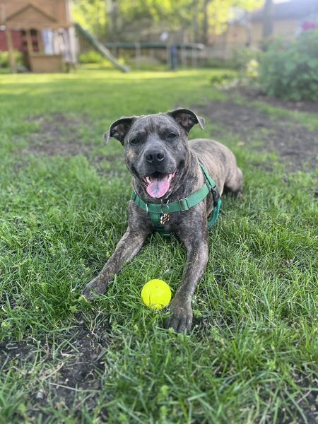 Entry image for Zeus. Clicking this image will show a larger photo