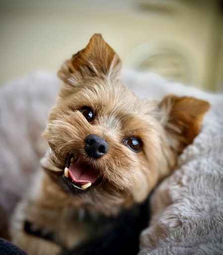 Entry image for Binks. Clicking this image will show a larger photo
