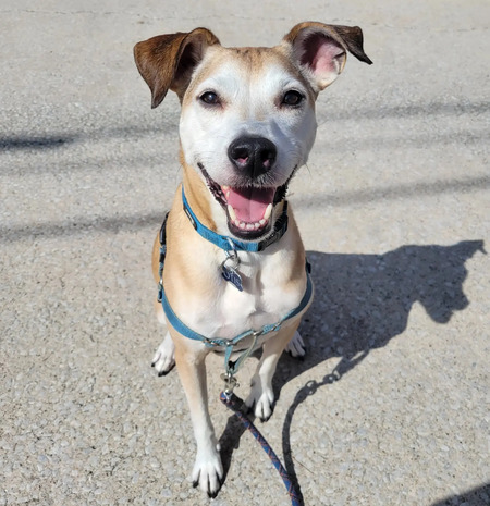 Entry image for Otis. Clicking this image will show a larger photo