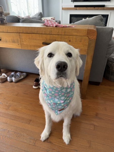 Entry image for Daisy . Clicking this image will show a larger photo