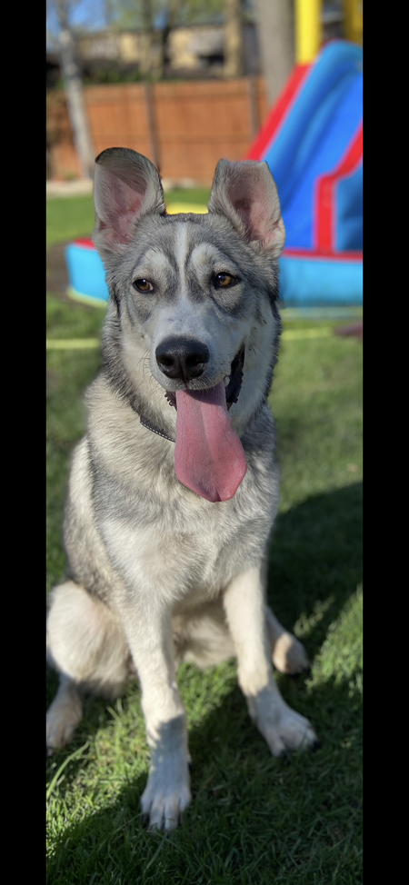 Entry image for Gryff. Clicking this image will show a larger photo